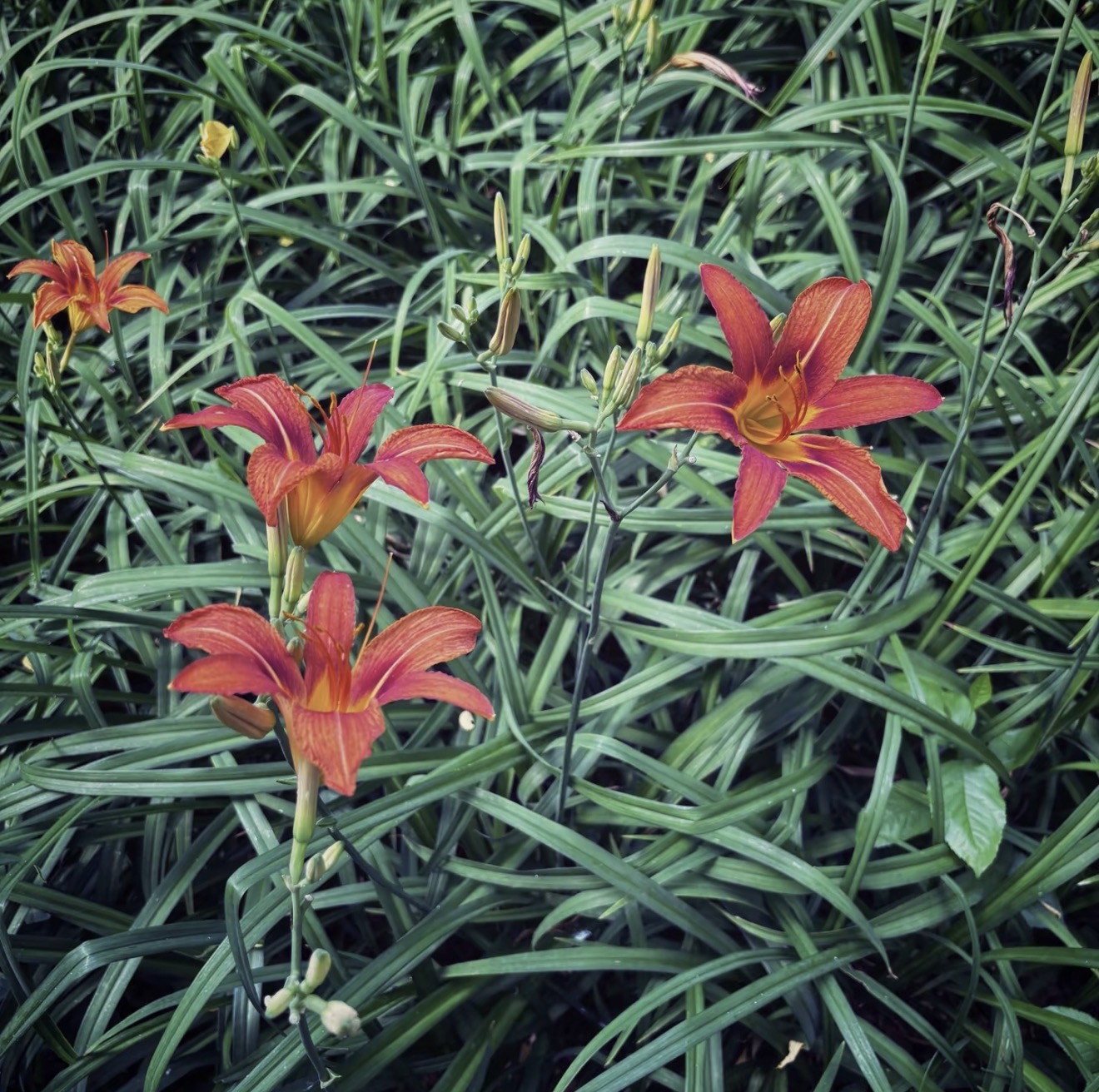 IMG_6905.jpeg