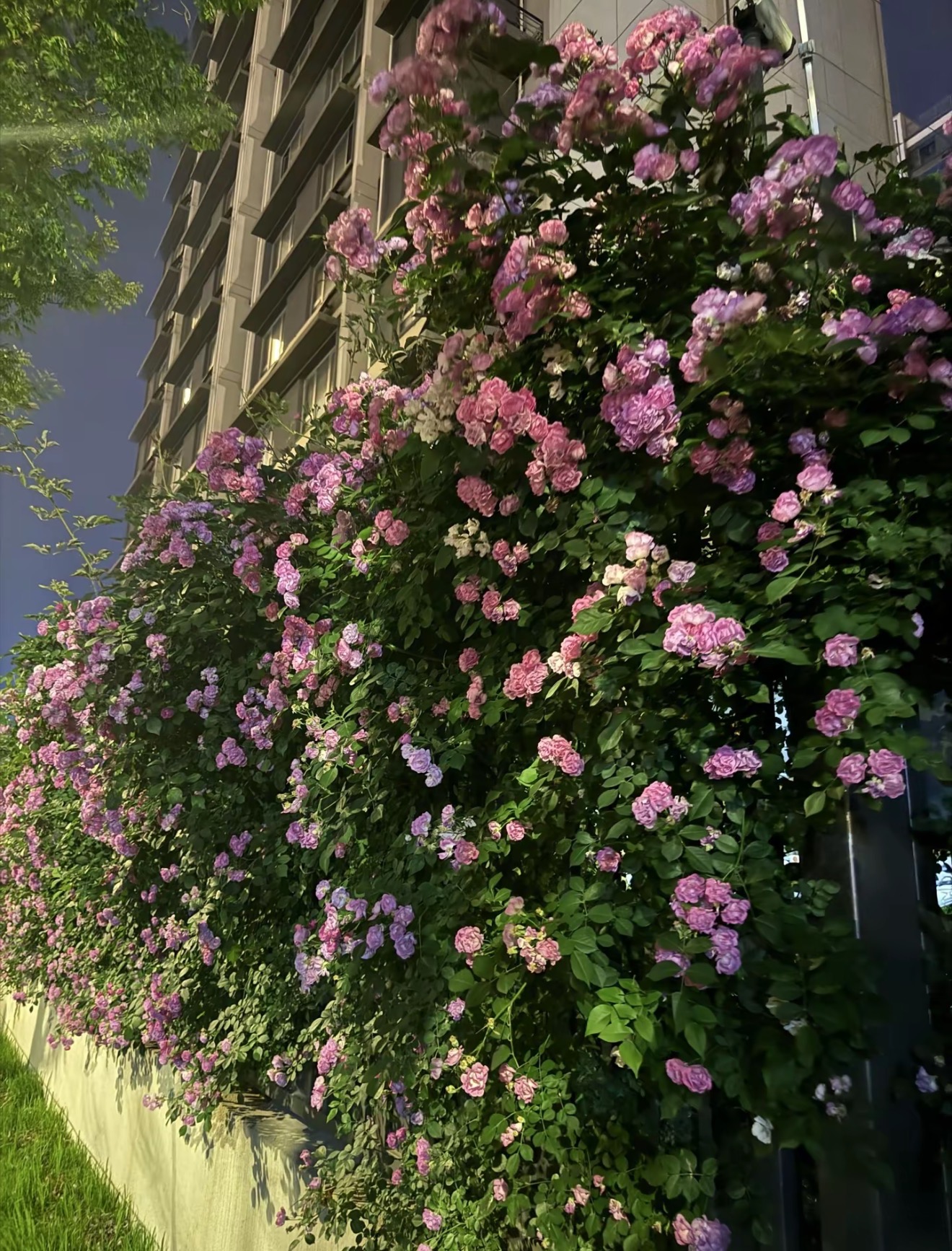 IMG_7078.jpeg